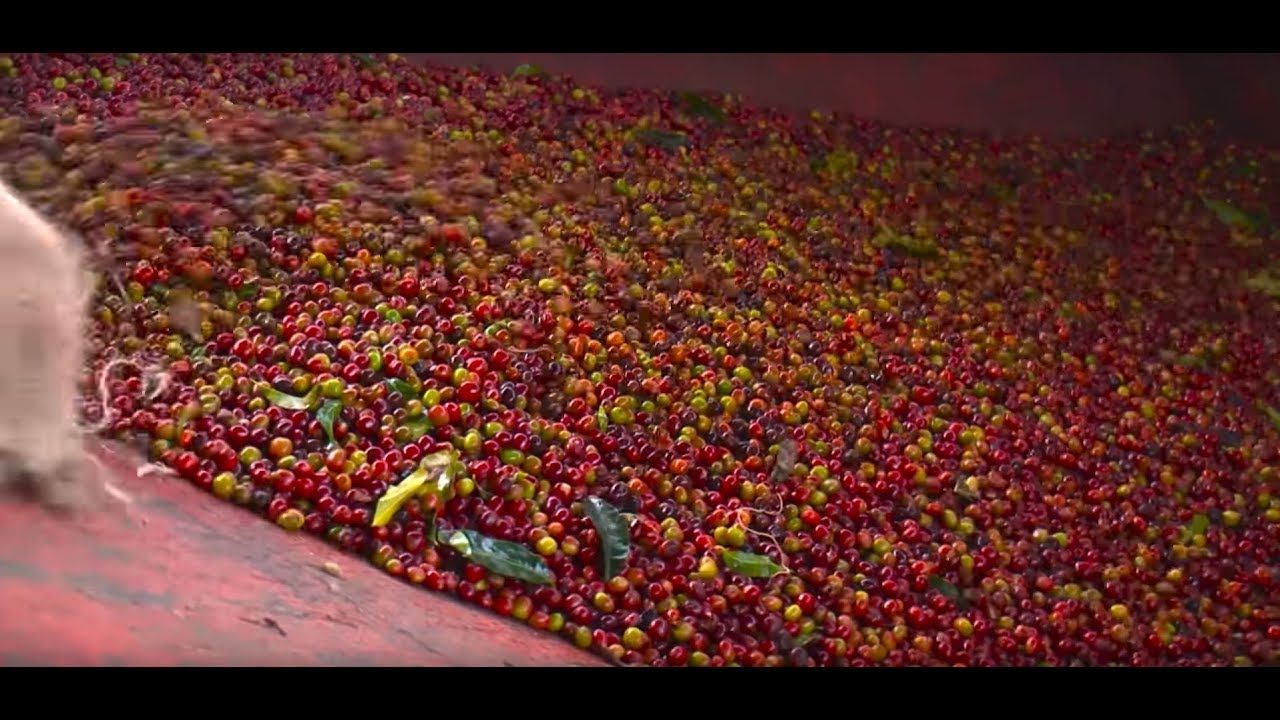 The Nespresso AAA Sutainable Quality™ Program in Ethiopia