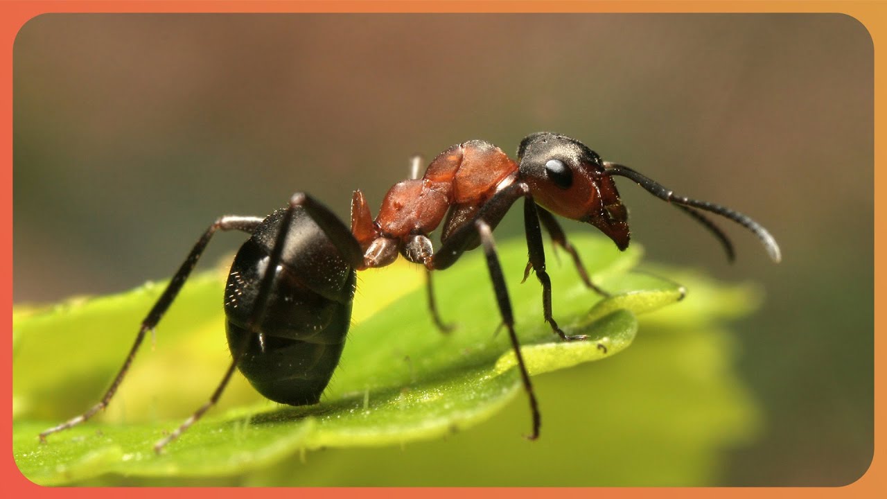 Evolution of Insect Armor: Exploring Exoskeletons (4K Documentary)