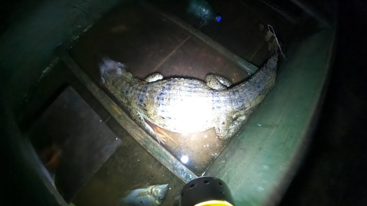 Pesca sub noturna, deu jaca na pescaria #pescasubnoturna