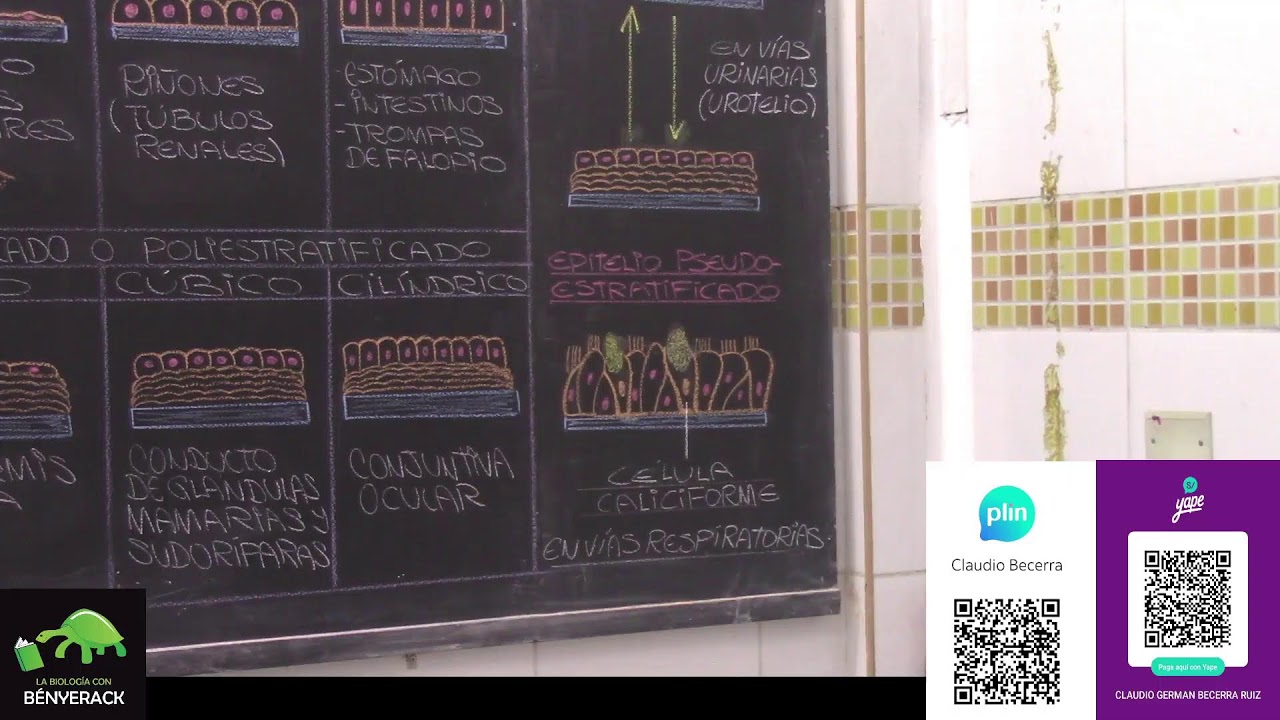 Histología animal I (clasificación de tejidos y tejido epitelial)