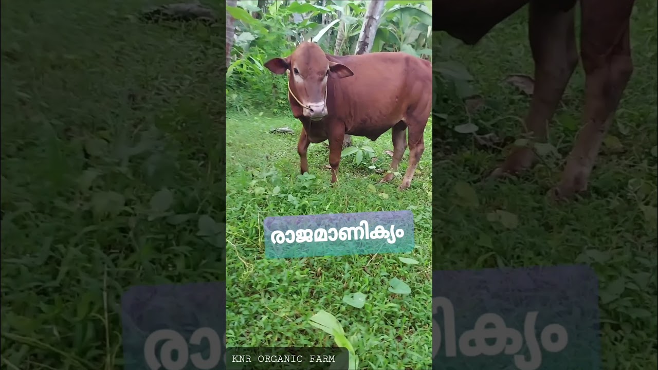 Rajamanikiyam breed vechur