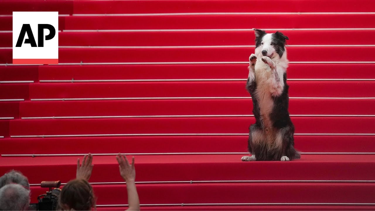 Messi, the dog from 'Anatomy of a Fall,' arrives at Cannes Film Festival