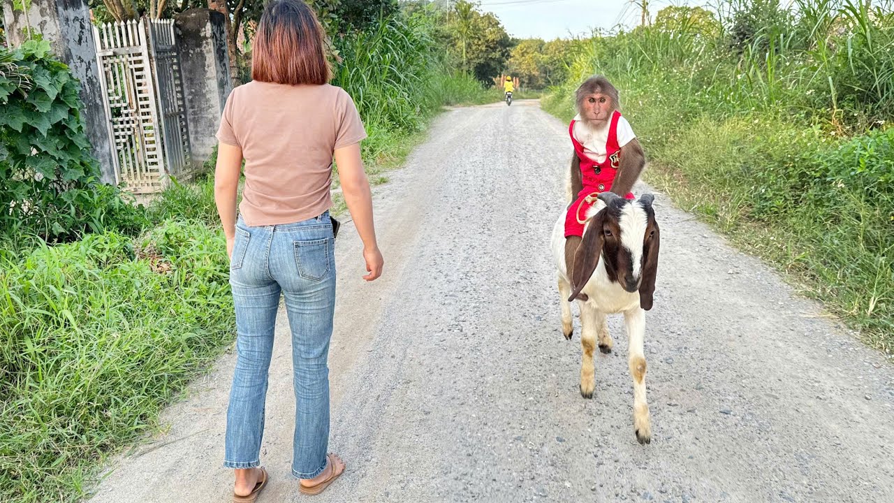 Amazing! CUTIS smart helps mom find missing Goat