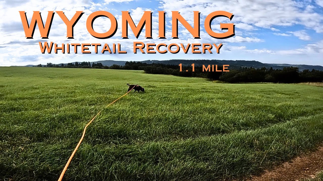 Diesel tracks over a mile to find a Wyoming whitetail!