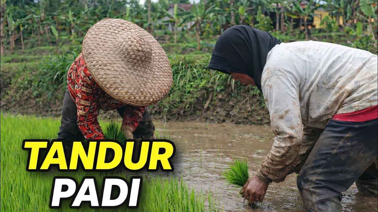 Perjuangan Petani Tandur Padi | Dari Benih hingga Tanam di Sawah