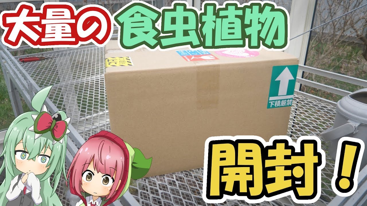 【Re:ゼロから始める食虫植物生活】大量の食虫植物が届いたから開封！【食虫植物TV】
