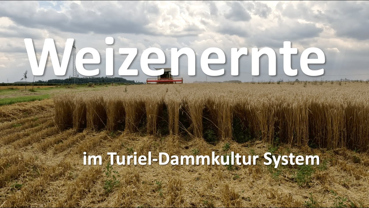 Weizenernte 2024 Turiel-Dammkultur