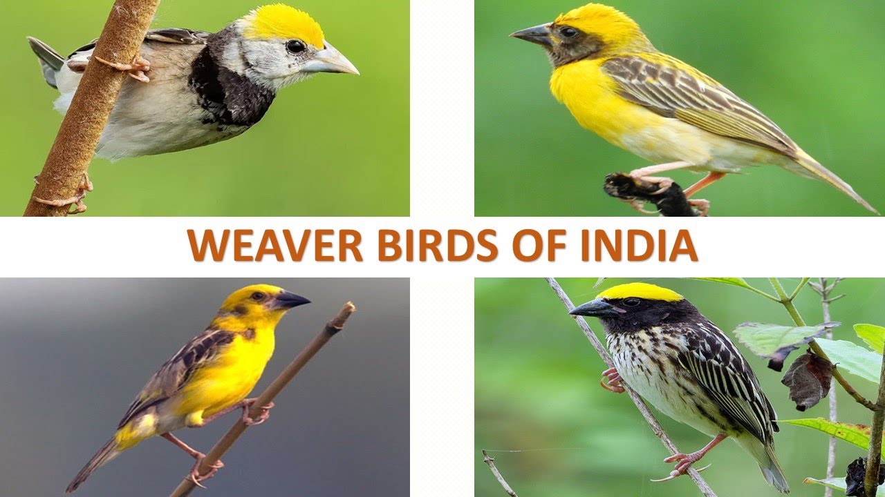 Weaver Birds of India 🇮🇳 | Birds | Indian Birds