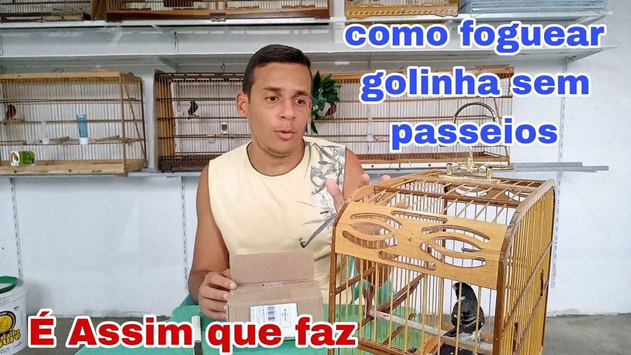 como foguear golinha sem sair de casa. E fazer ele cantar muito