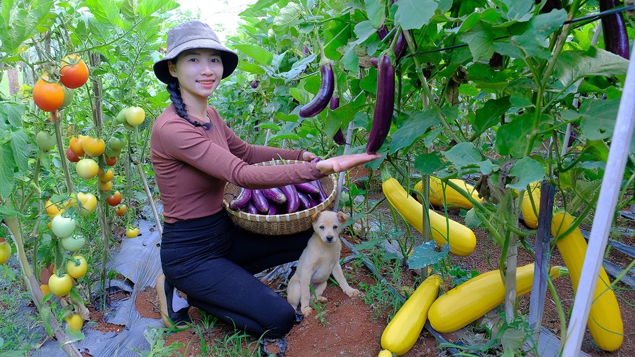 Full Video of harvesting vegetables in the garden and cooking: eggplants, tomatoes and zucchinis.