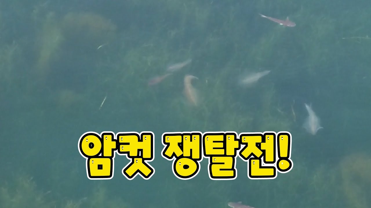 무늬오징어의 귀한 장면을 목격했습니다.