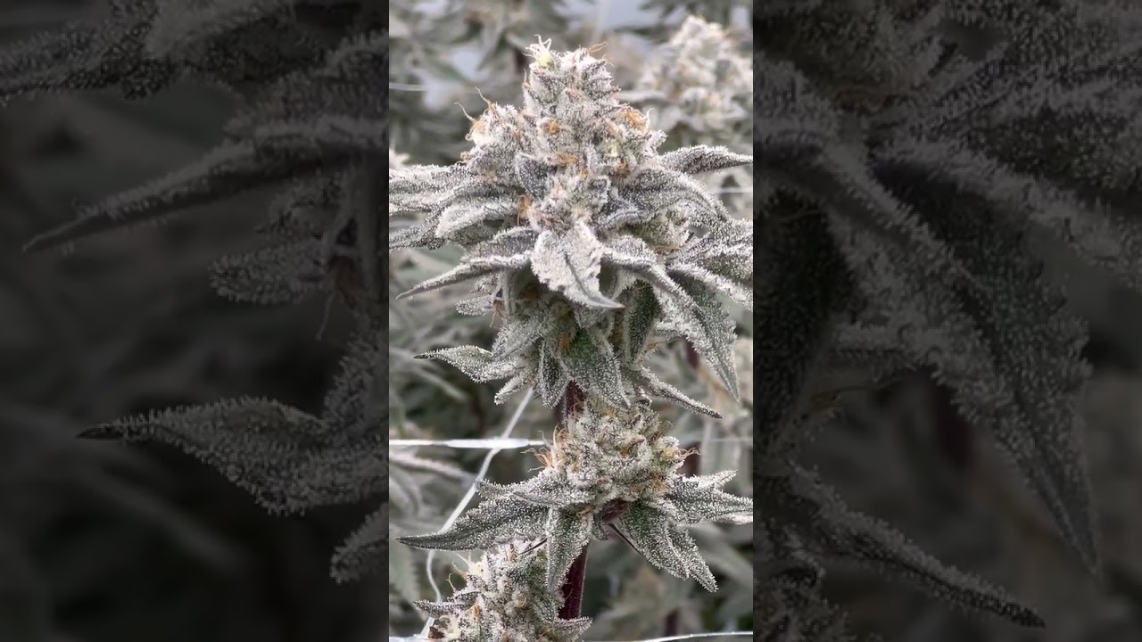 GrowSpec Aeroponic Grow Systems for high yield harvest for the cannabis