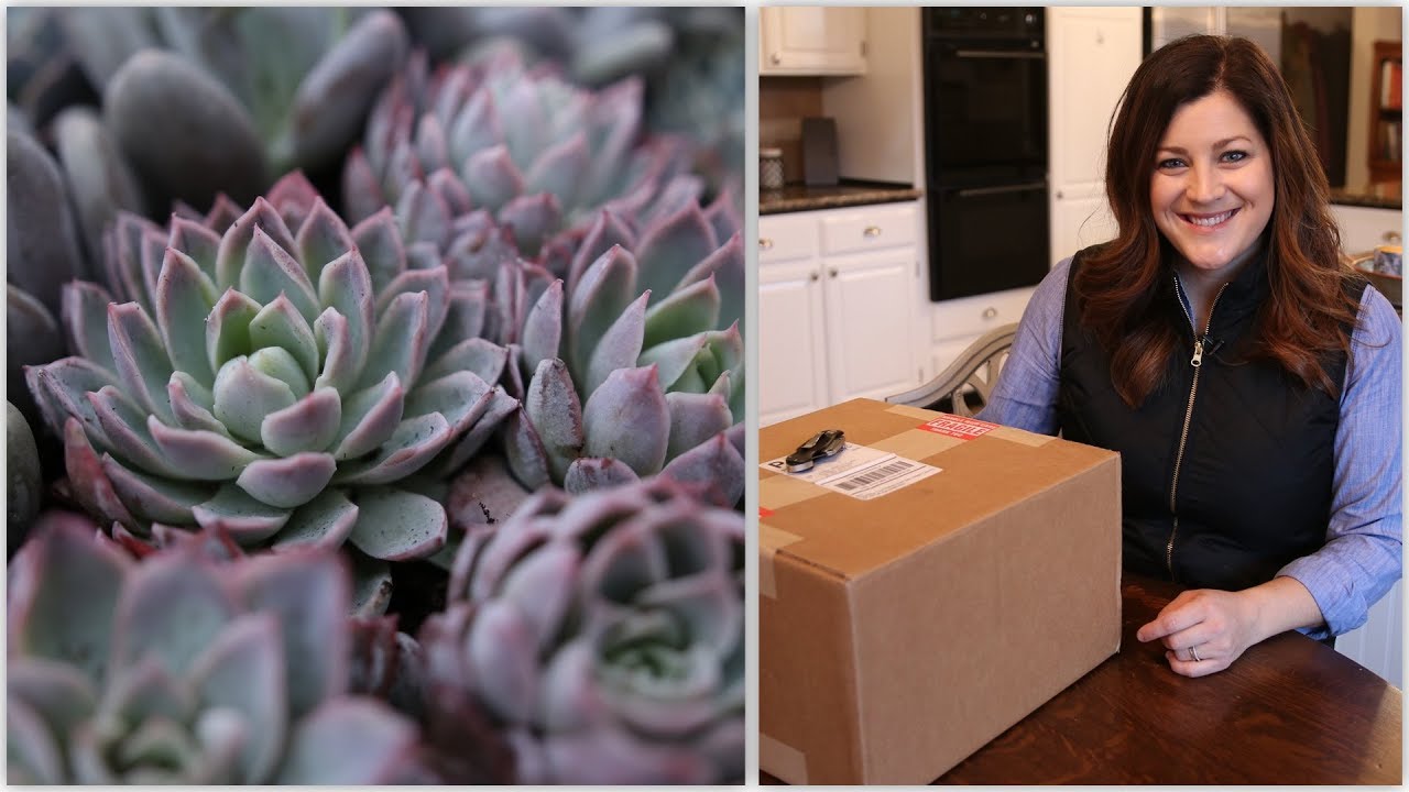 Succulent Unboxing & How I Store Them for Projects! 🤩🌵💜// Garden Answer