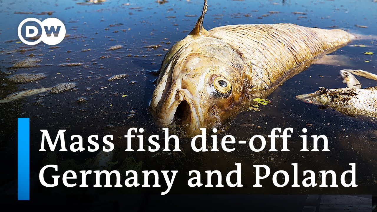 Toxic algae may explain Oder River fish die-offs in Germany and Poland | DW News