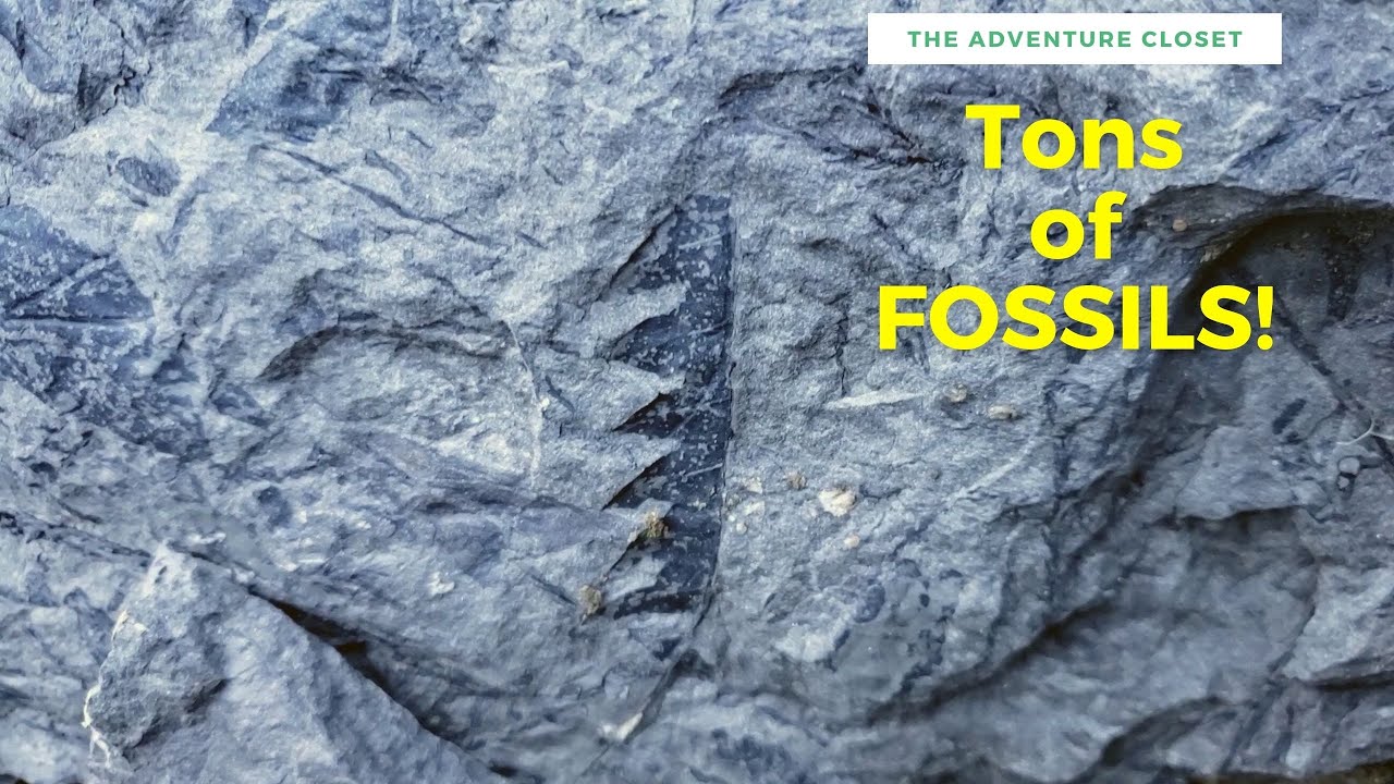 Liz Discovers Ancient Fossils at Racehorse Creek!