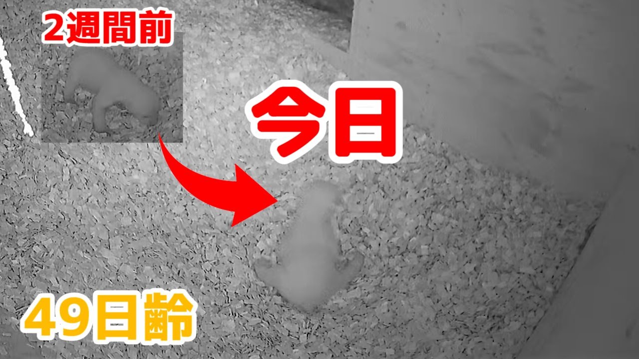 【歩く練習】地道な進歩【49日齢】Polar Bear Baby Growth Record(Day 49)