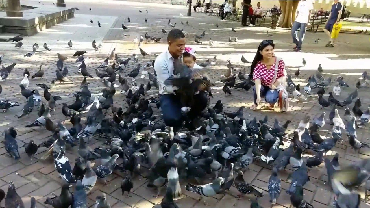 Palomas en el Parque Colón   Santo Domingo