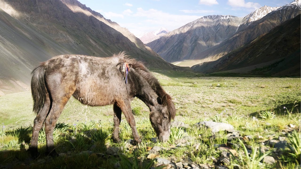 Chamurthi Horses of Pin Valley