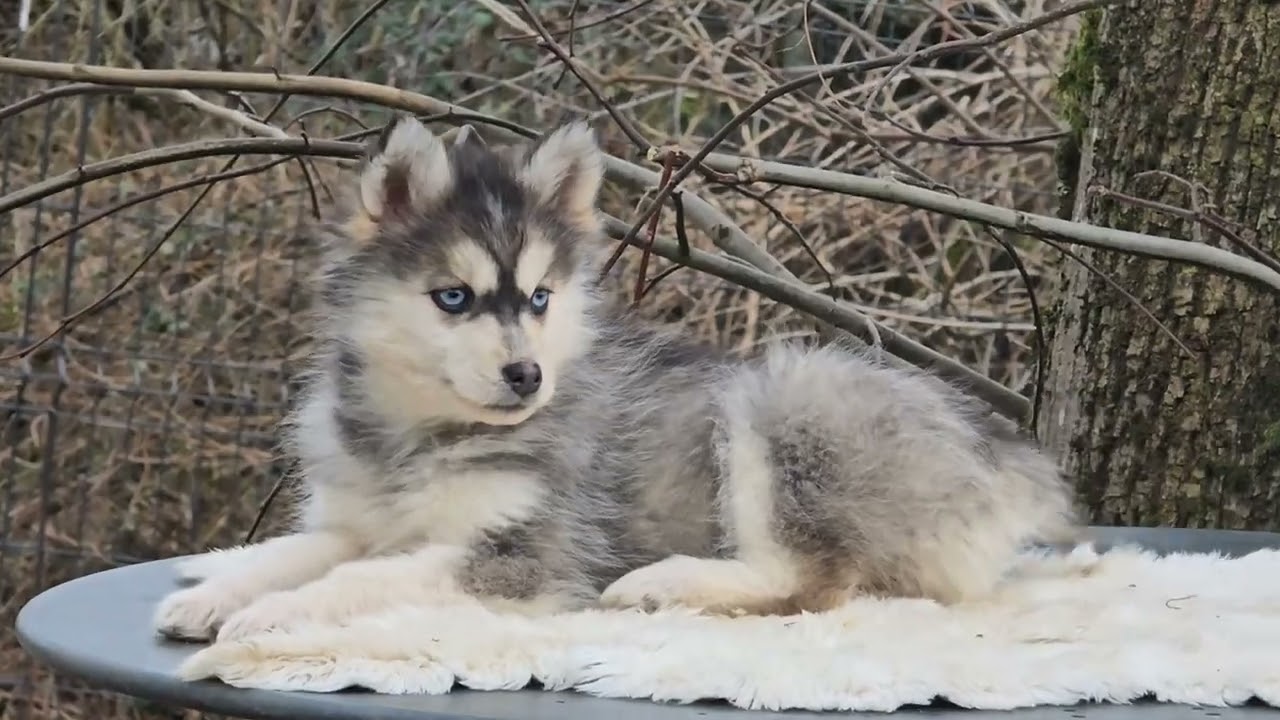 Angie ~ Femelle Pomsky par Paris & Newton 🤍