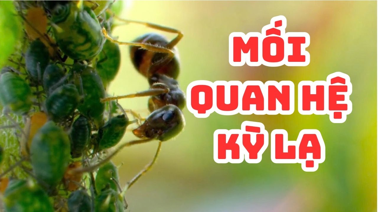 Kiến Là Vệ Sĩ Cho Sâu Bướm? Mối Quan Hệ Cộng Sinh Kỳ Lạ Nhất Tự Nhiên | Phim Tài Liệu