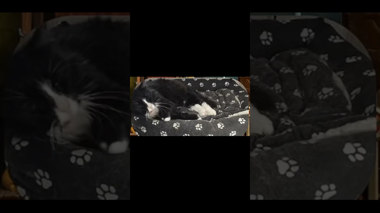 #cat #cats #catvideos #shorts