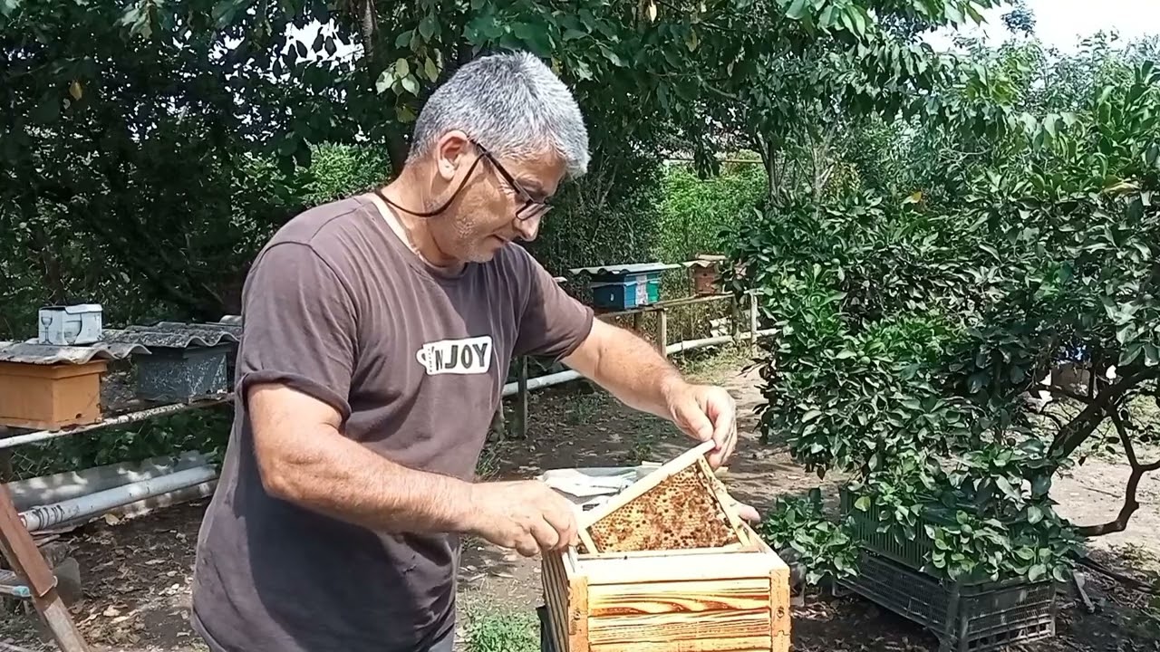 Karnika ana arılarımızın yumurta qoyma qabiliyyəti.