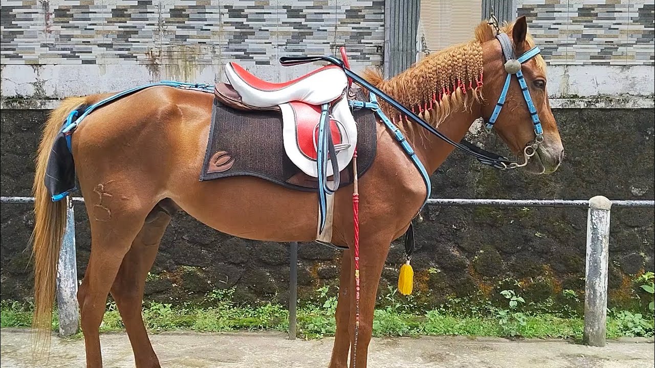 SHELLIN NAIK KUDA ISTIMEWA 🐴 LUCU BANGET RAMBUTNYA DI KEPANG 😄 || Riding a Horse