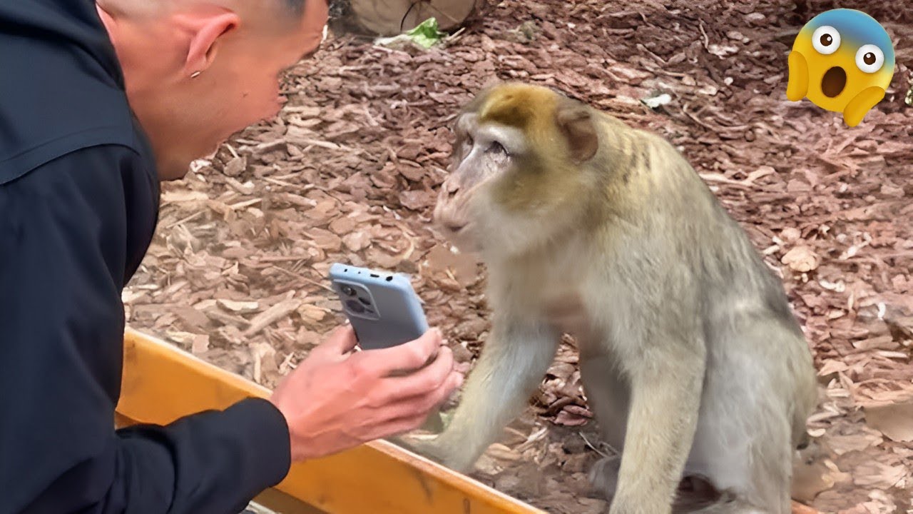 Monkeys Reacting to Magic For The First Time! New Funniest Animals 🐒