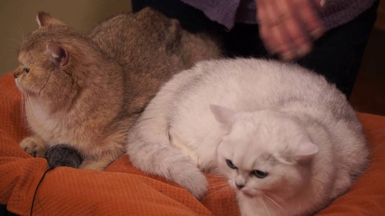 Британские кошки в котокафе «Котики и Люди»