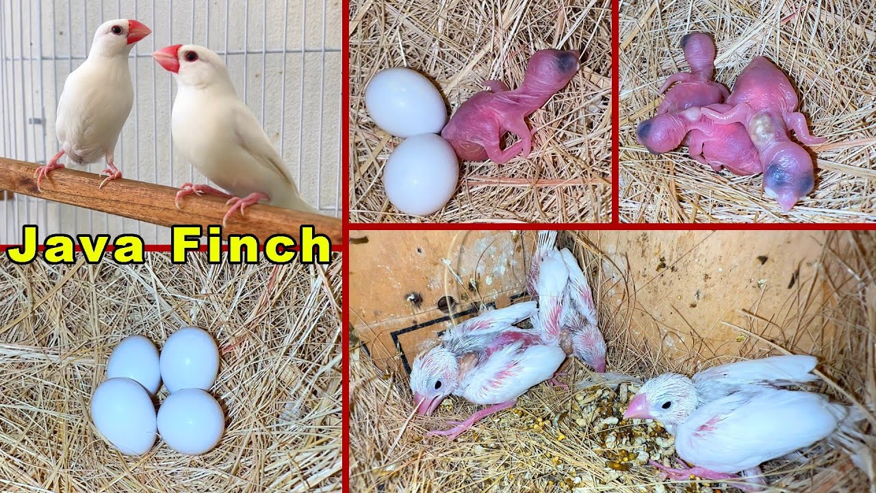 White Java Finch Breeding eggs lying to hatching full video