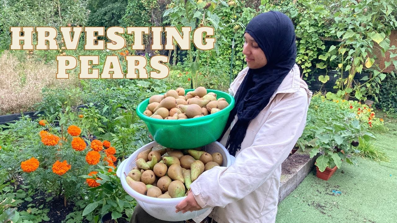 Harvesting Pears | Fruit harvest in Autumn