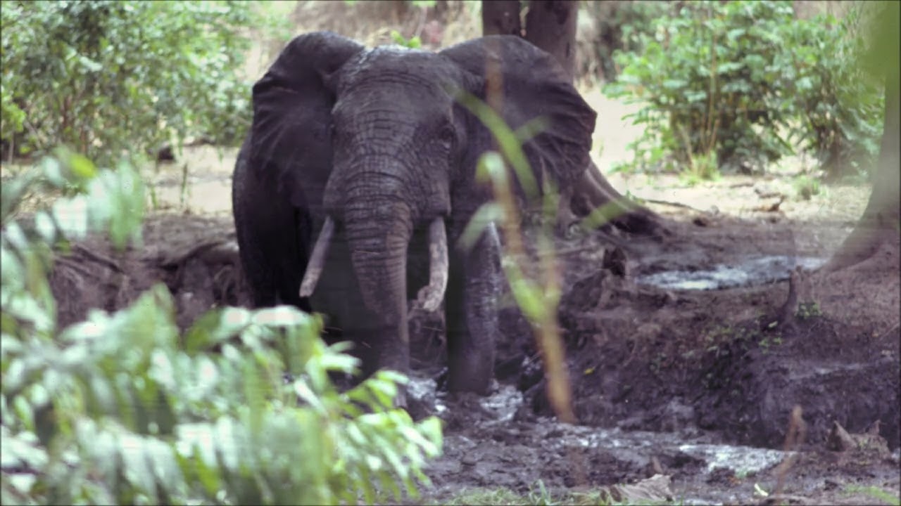 PM n° 117 Au  Sénégal dans les années 70 80 2  Parc national du Niokolo Koba