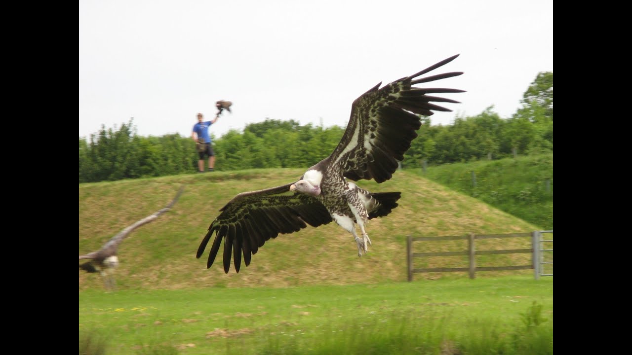 Banham Zoo - June 2013