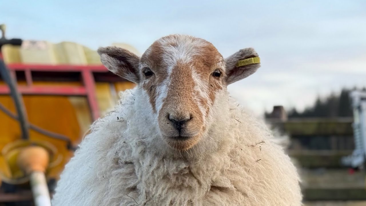 Life Of Toffee The Lamb part 2