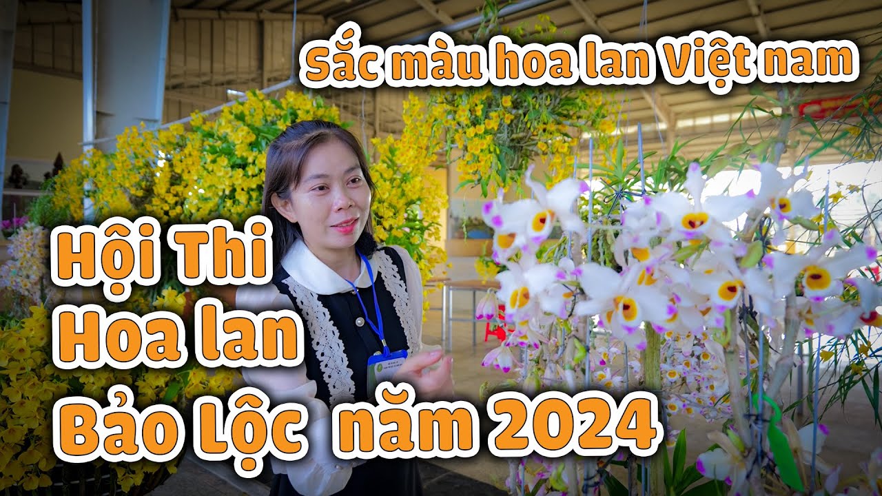 HỘI THI SẮC MÀU HOA LAN VIỆT NAM TẠI BẢO LỘC, LÂM ĐỒNG NĂM 2024