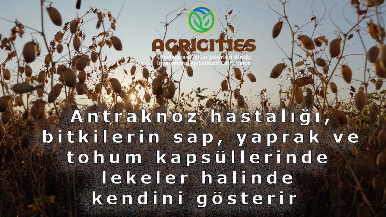 Nohut Antraknoz Hastalığı ve Mücadele Yöntemi