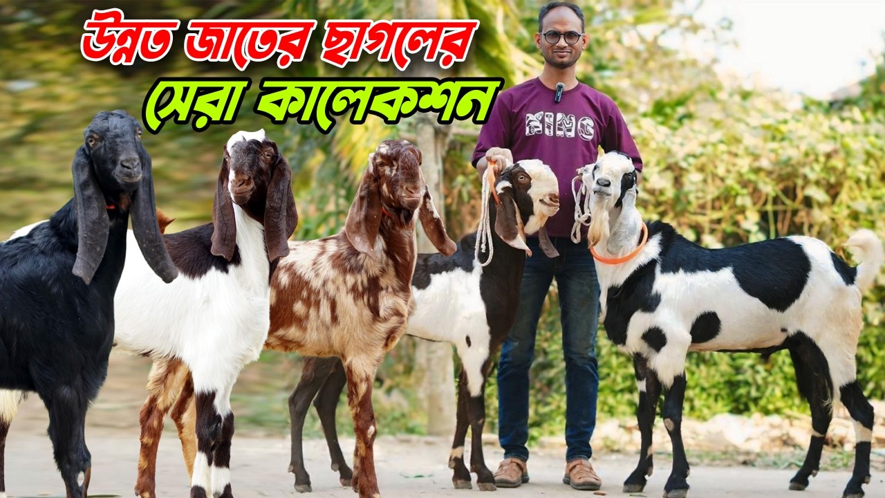 উন্নত জাতের ছাগলের সেরা কালেকশন। তোতাপুরী । বিটল । হরিয়ানা। শিরহী ছাগল।
