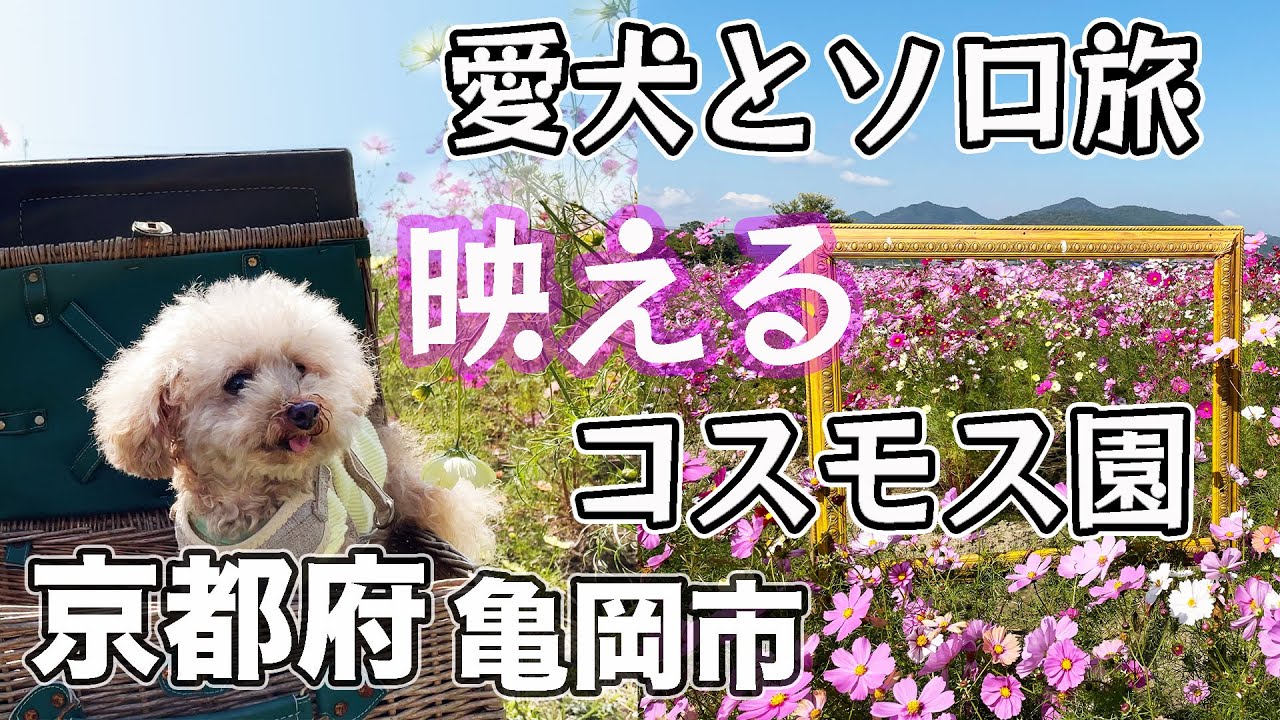 車中泊♡愛犬と亀岡のコスモス園へお出かけ！