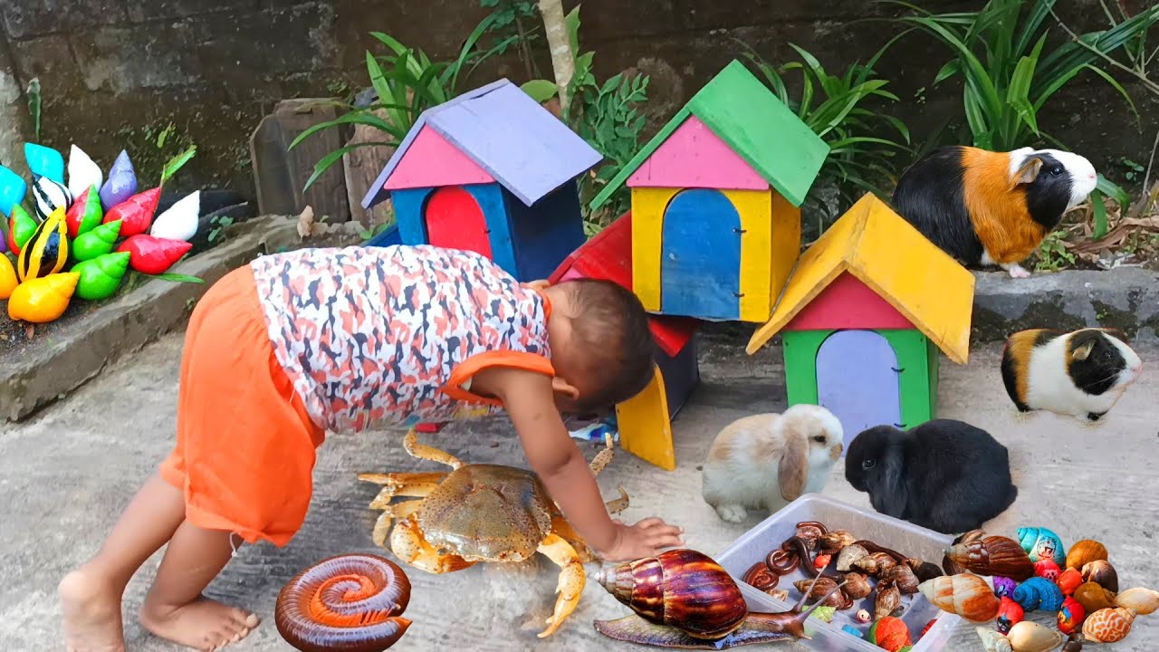 Wow..Menemukan Keong Bekicot Luwing Kaki Seribu Kepiting Cangkang Kelomang