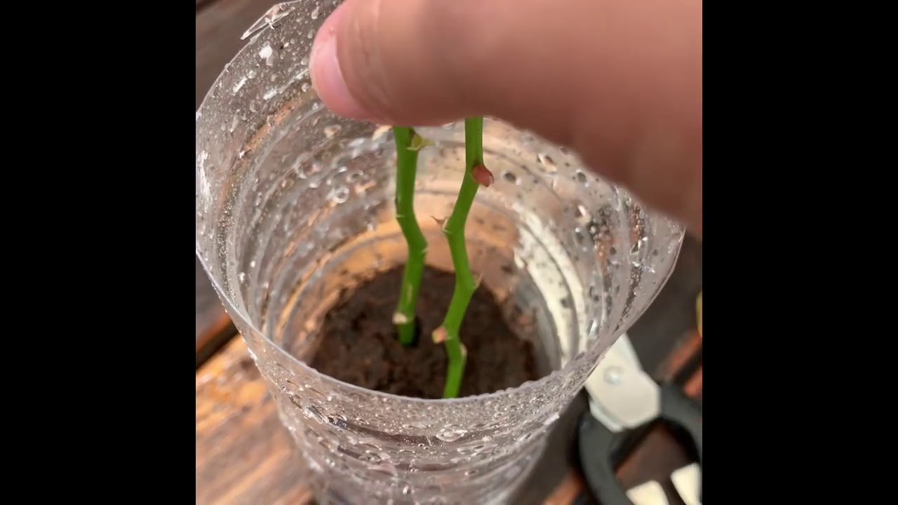 How To Grow Orchids From Stem Cuttings