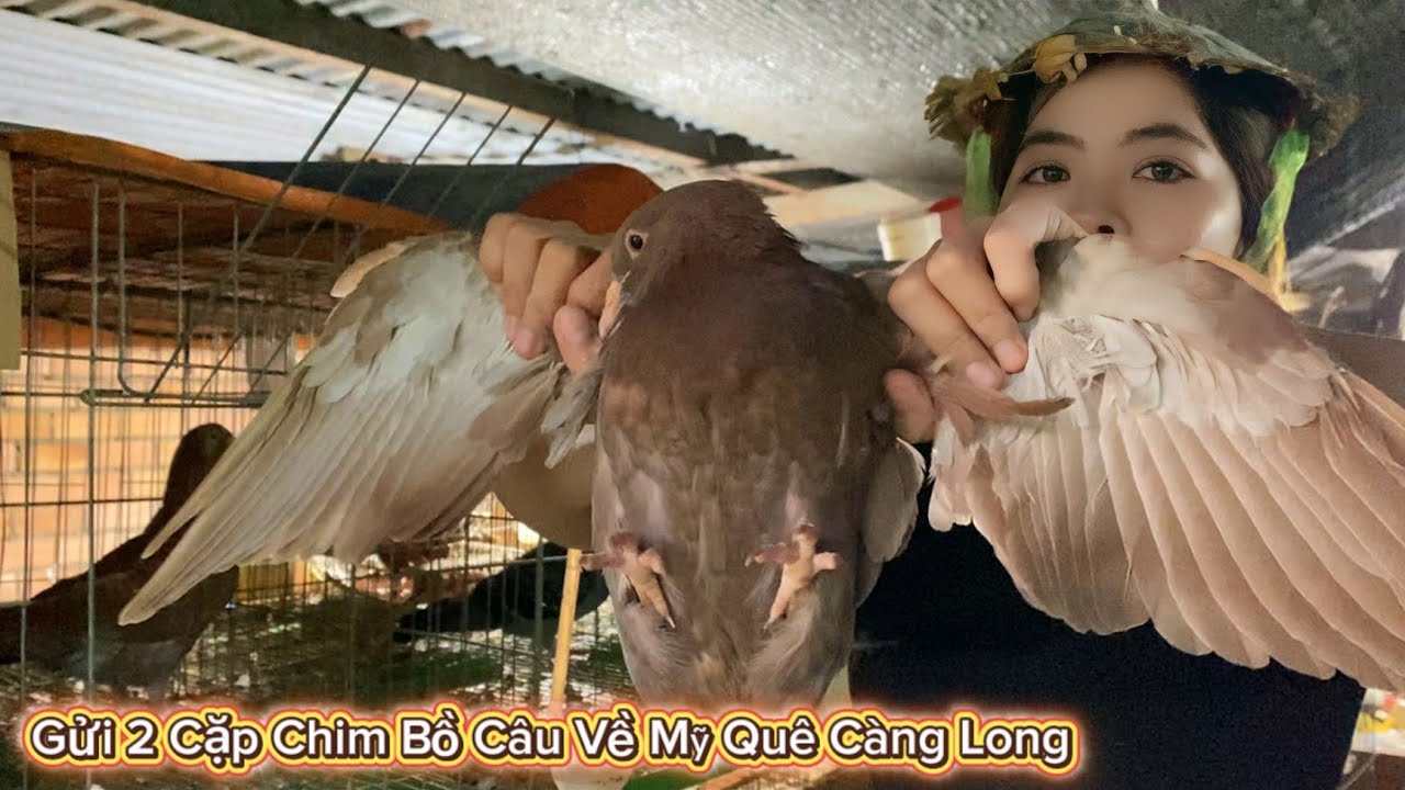 Gửi 2 Cặp Chim Bồ Câu Về Mỹ Quê Càng Long Lúc 5 Giờ Sáng