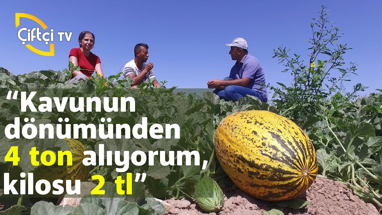 Kavun Yetiştiriciliği (Hazırlığı-Hasadı-Sulaması-Hastalıkları-Zararlıları) - Tarla Bitkileri