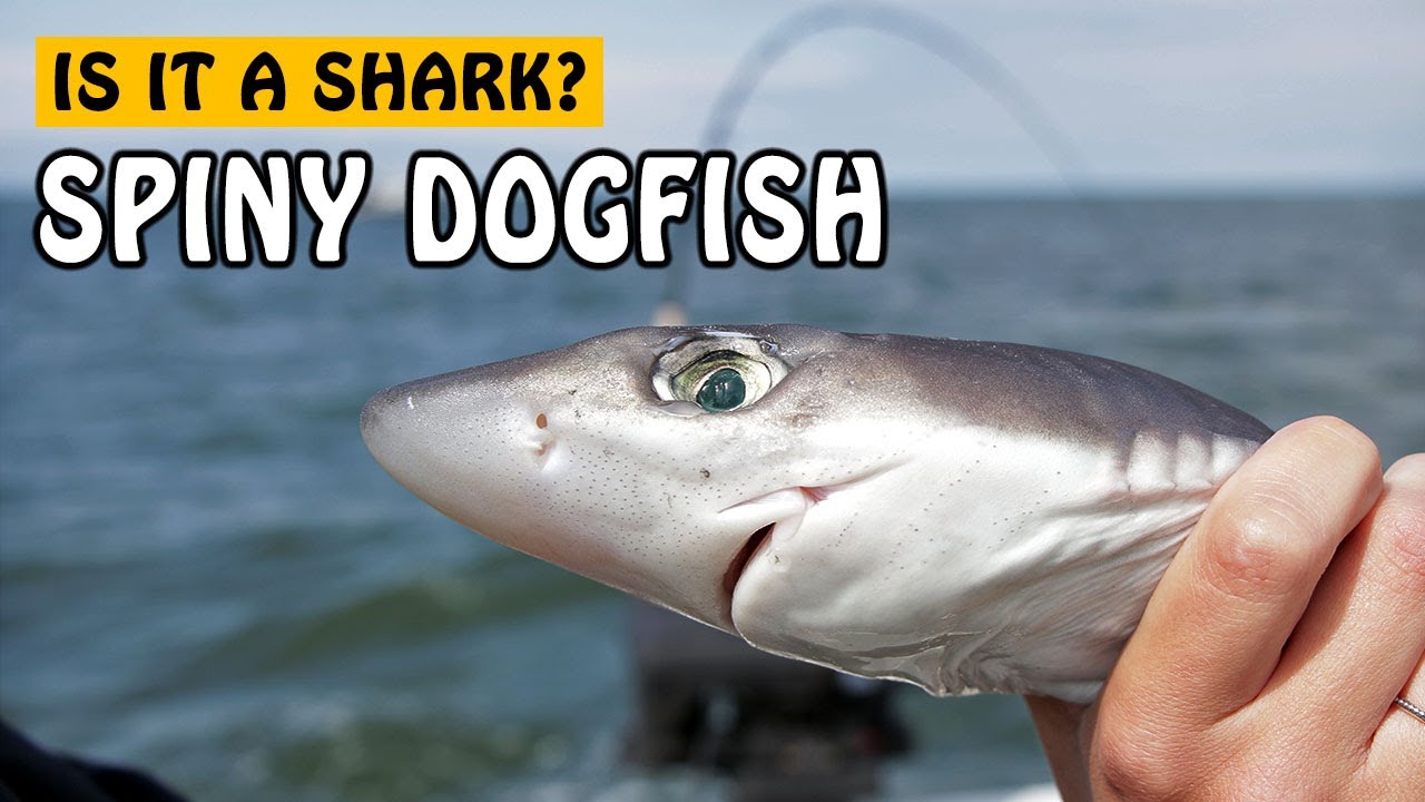 Spiny Dogfish | Fishing with Rod