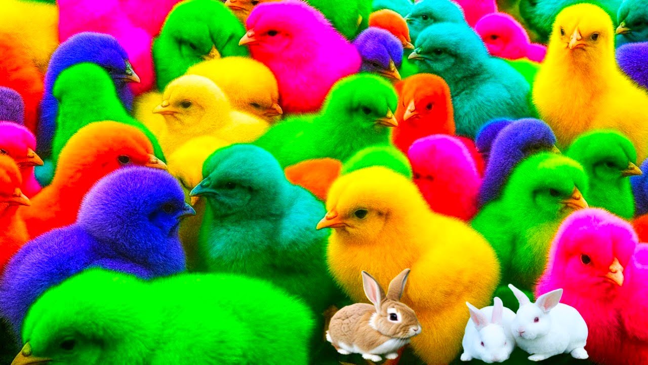 Menangkap Ayam lucu,Ayam warna warni,Ayam rainbow,Bebek,Angsa,kucing,Ikan,fish video,Animal cute