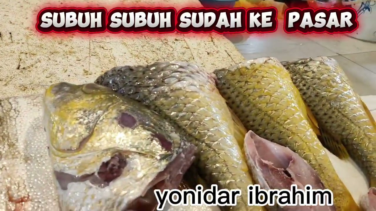 SUBUH SUBUH SUDAH KE PASAR IKAN