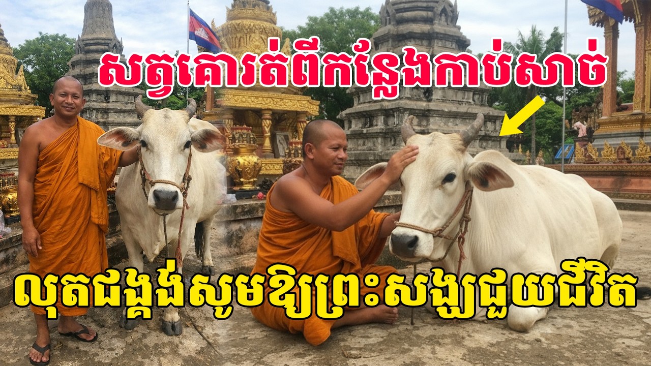 សត្វគោ១ក្បាលលួចរត់ពីកន្លែងកាប់សាច់ មកលុតជង្គង់ស្រក់ទឹកភ្នែកសូមឱ្យព្រះសង្ឃជួយជីវិតផង