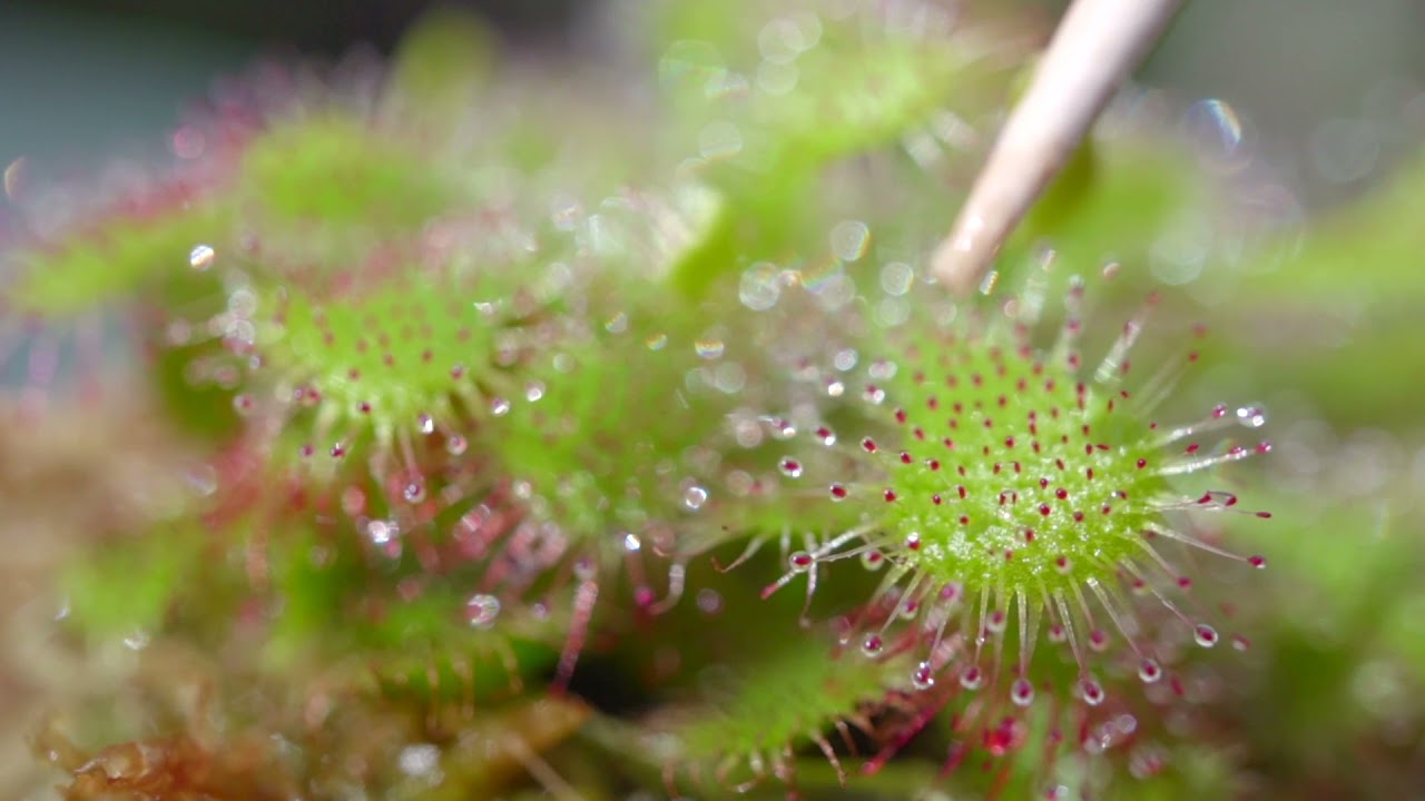 Drosera spatulata