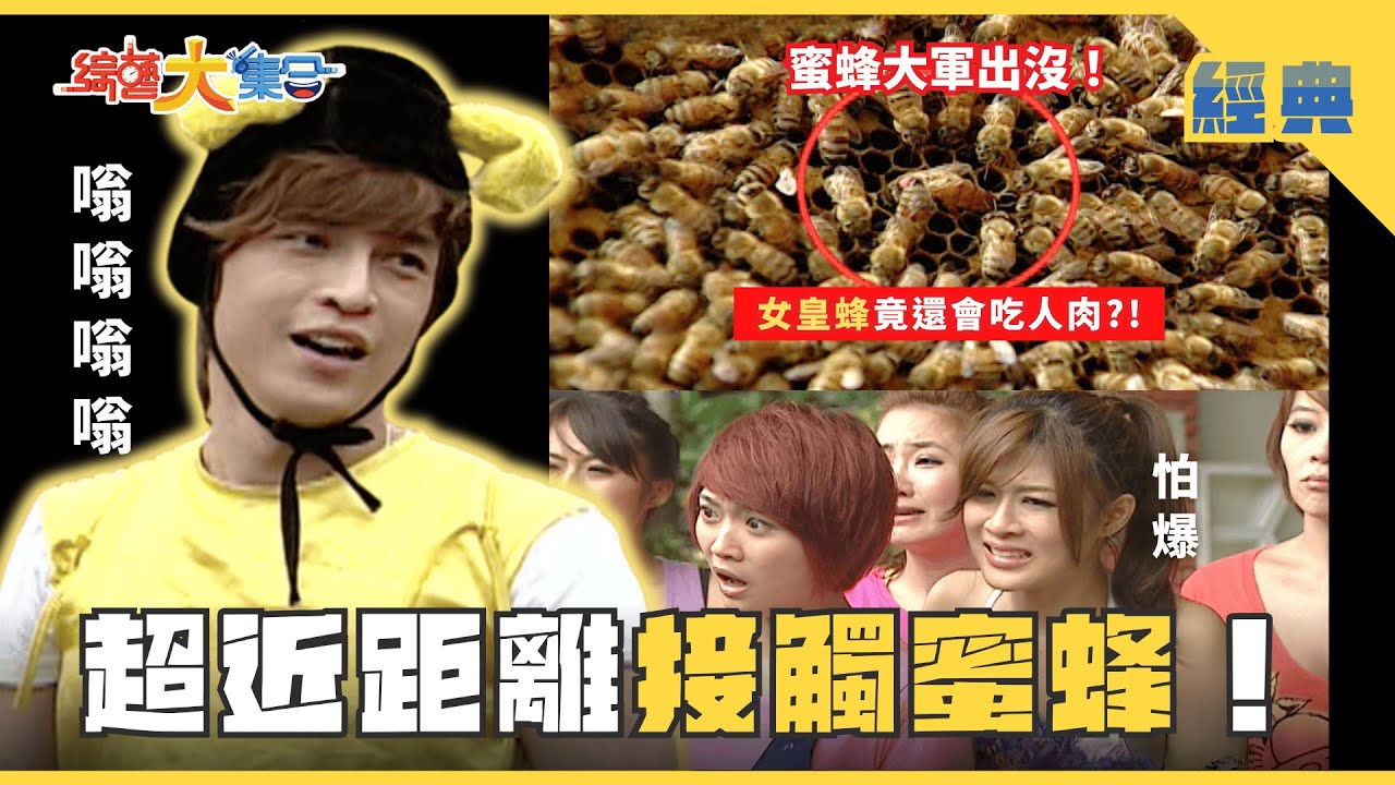 【綜藝大集合 經典】超近距離接觸蜜蜂🐝！帶妹來看玫瑰🌹現場只剩尷尬！ 南投 2025.6.28