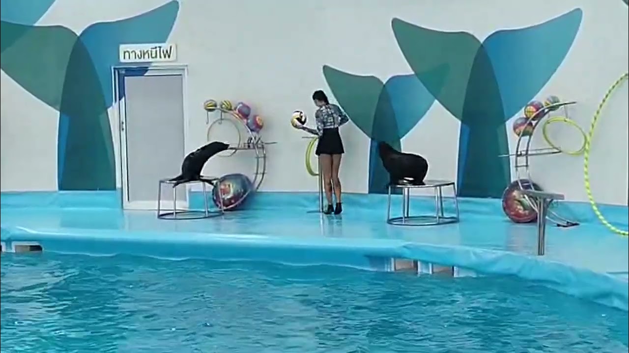 Water Show of mammals - Dolphin 🐬🐬- Seals 🦭🦭 | Amazing Show | Must watch 👆👆