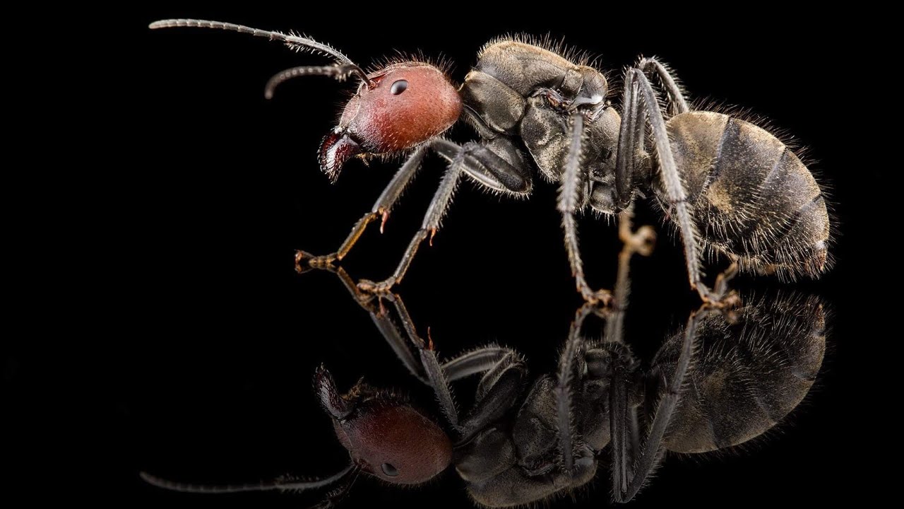 Loài kiến to và đẹp nhất Việt Nam . Camponotus Singularis